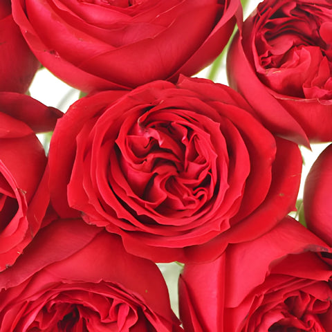 Crimson Tide Garden Roses up close