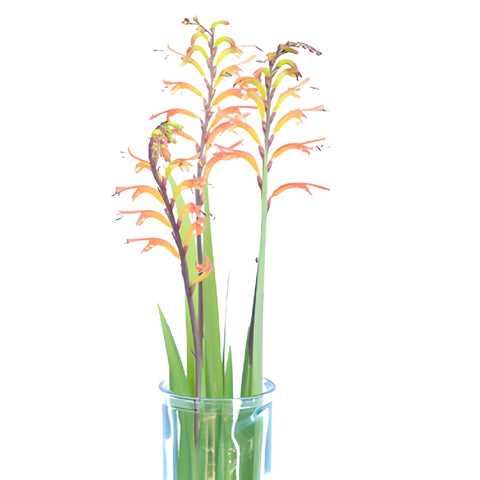 Colorful Crocosmia Flower