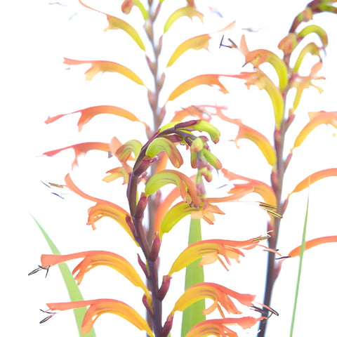 Colorful Crocosmia Flower