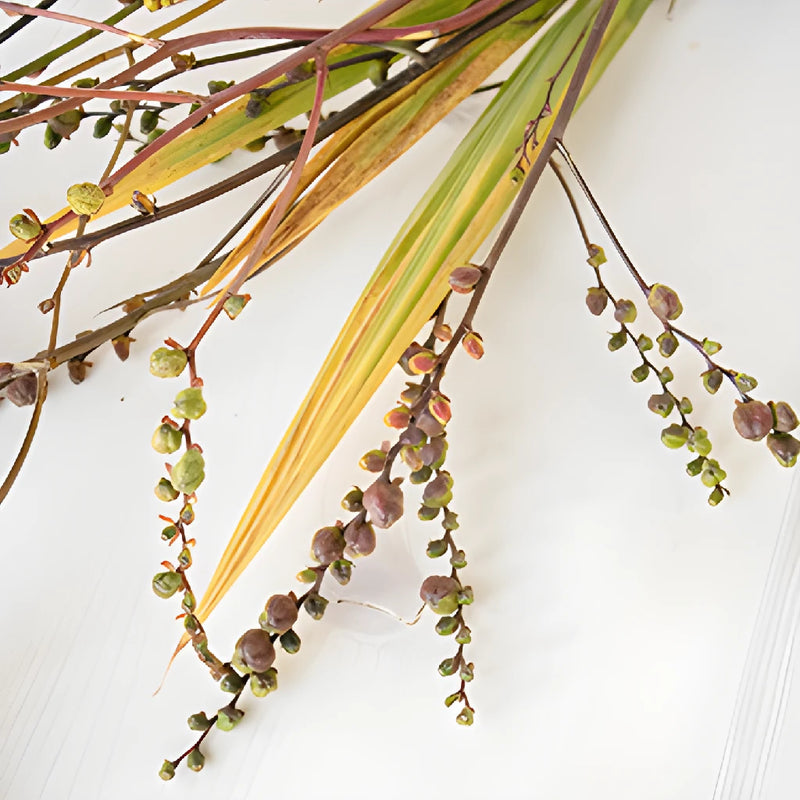 Crocosmia Pods
