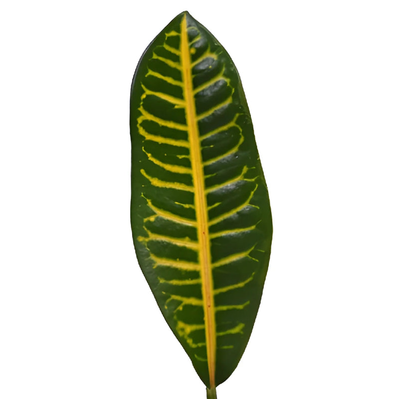 Assorted Croton Leaves