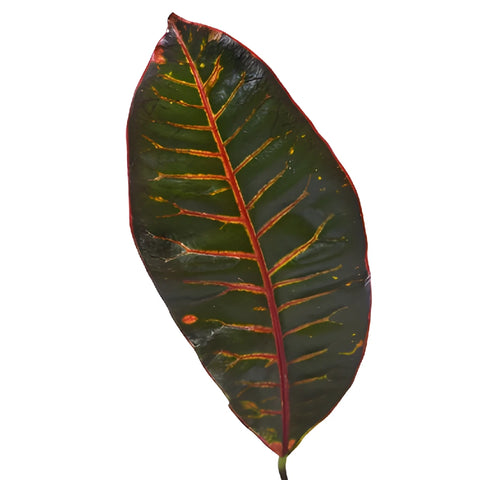 Assorted Croton Leaves