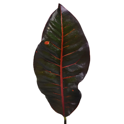 Assorted Croton Leaves