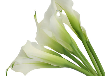 White Mini Calla Lily Flower