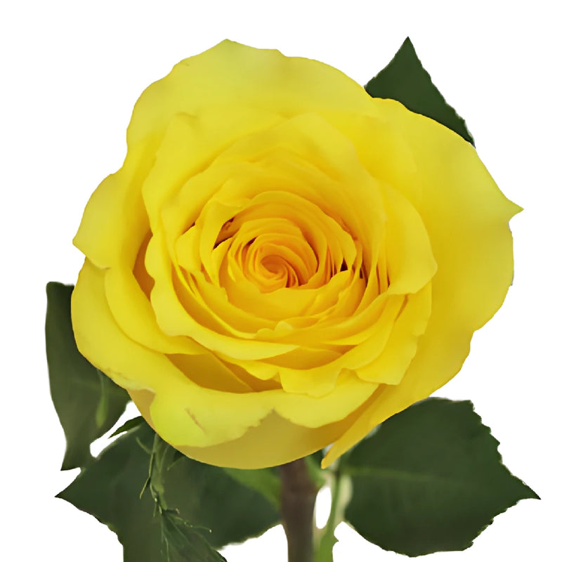 Cheery Yellow Rose