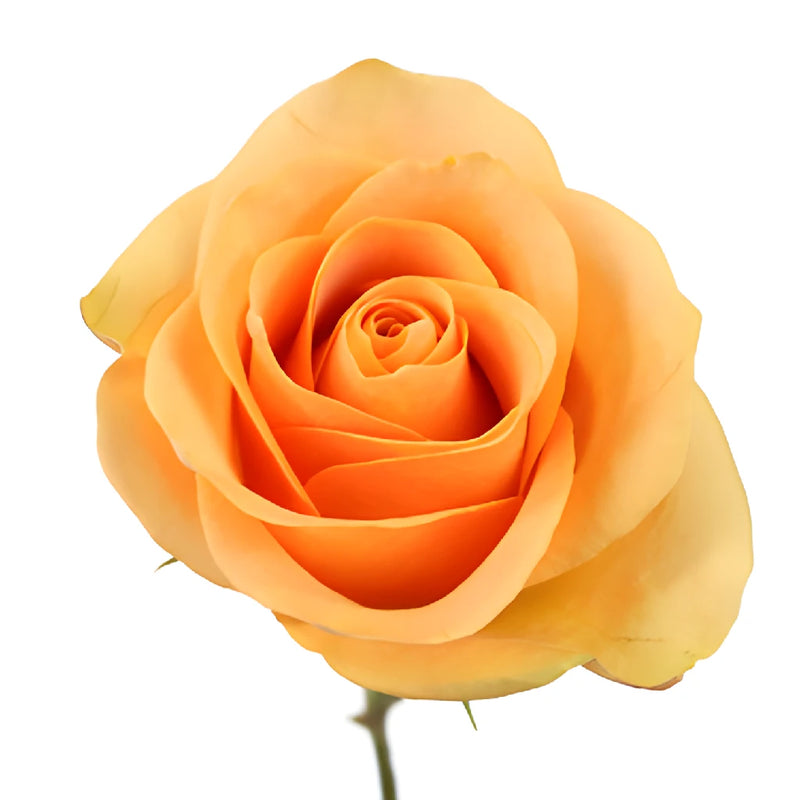 Peach Sweetheart Roses