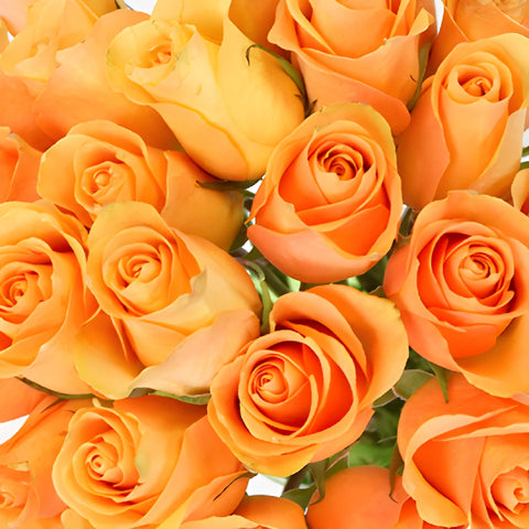 Peach Sweetheart Roses