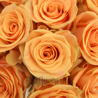 Cumbia Peach Rose
