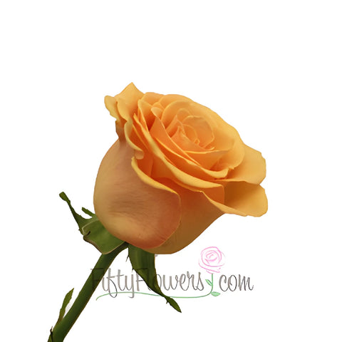Cumbia Peach Rose