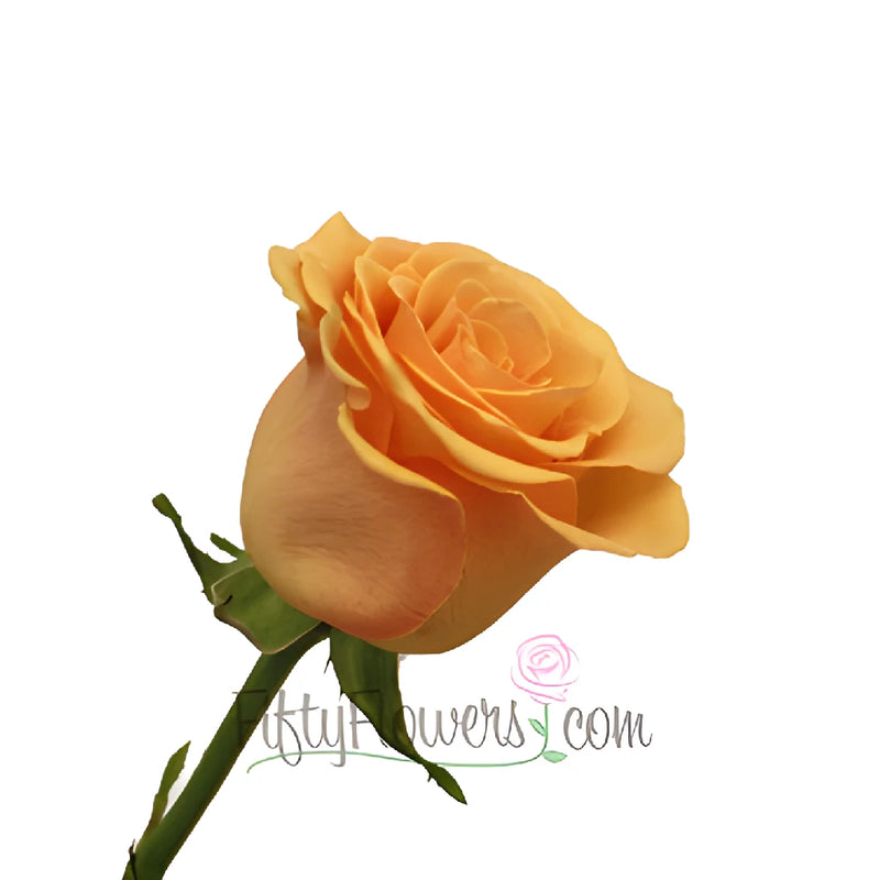 Cumbia Peach Rose