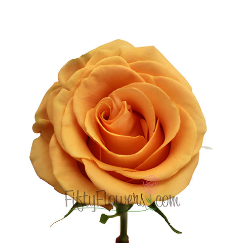 Cumbia Peach Rose