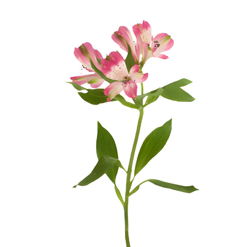 Cupido Pink alstroemeria Wholesale Flower Stem