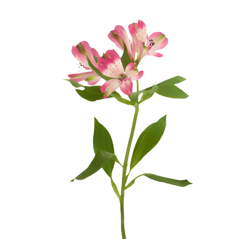 white lily diamond wholesaler Buy Wholesale Pink Diamonds Alstroemeria Flowers in Bulk