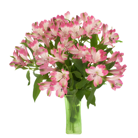 Cupido Pink alstroemeria Wholesale Flower In a vase