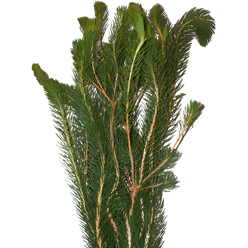 Wedding greenery curly pine filler flowers sold near me