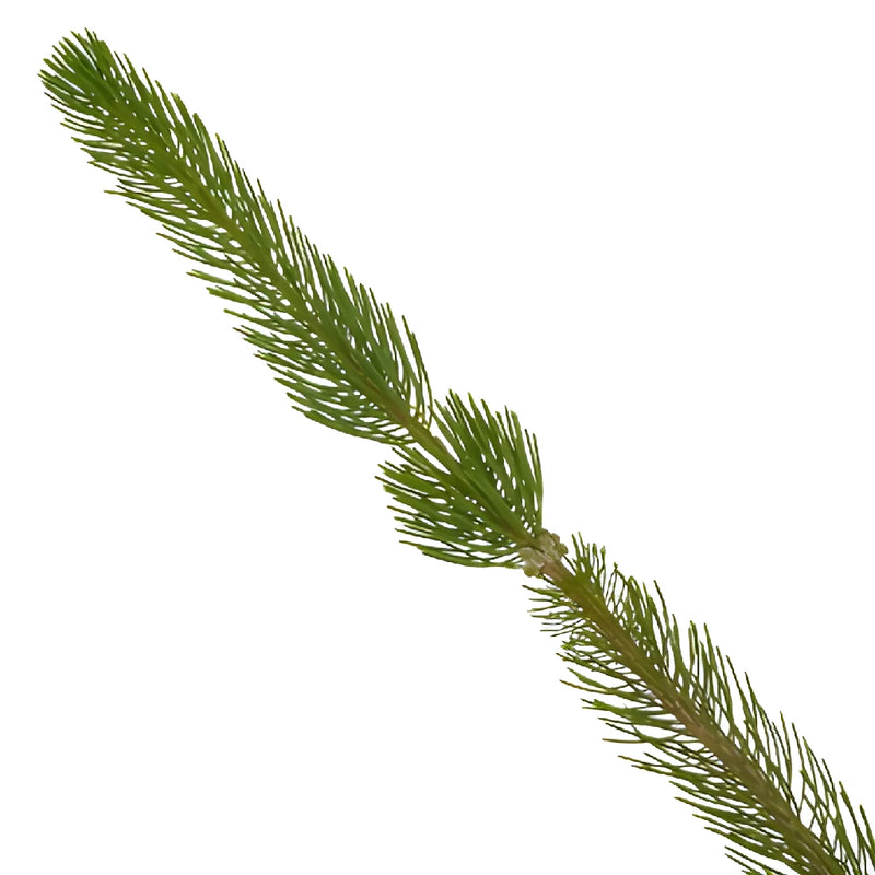 Single stem of fresh cut greens curly pine filler flowers sold near me for delivery