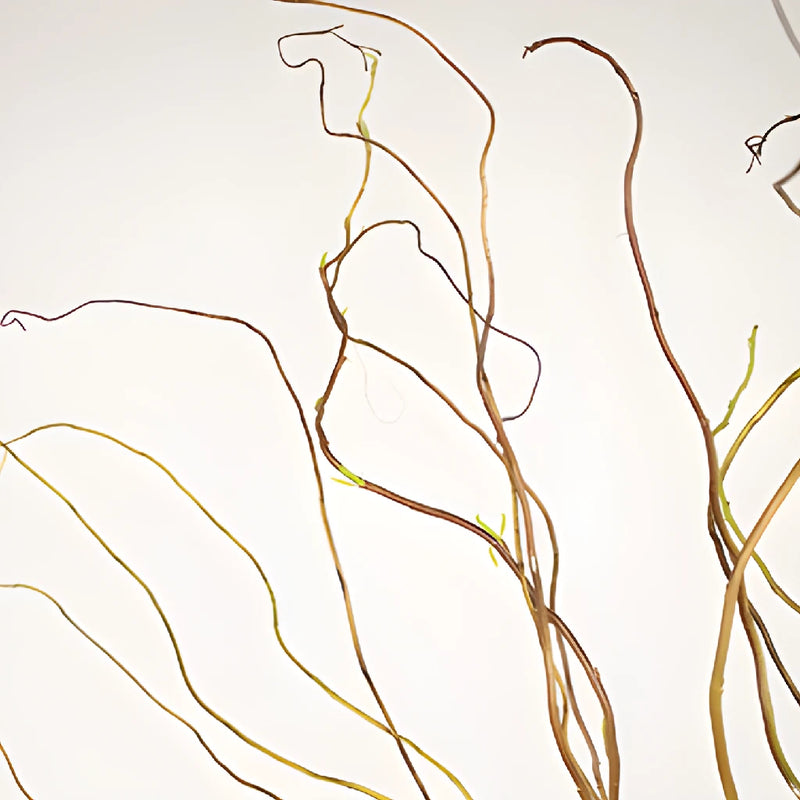 Curly Willow Branches
