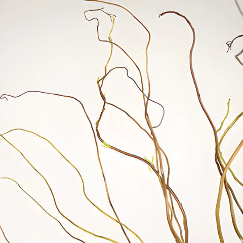 Curly Willow Branches