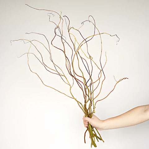 Curly Willow Branches