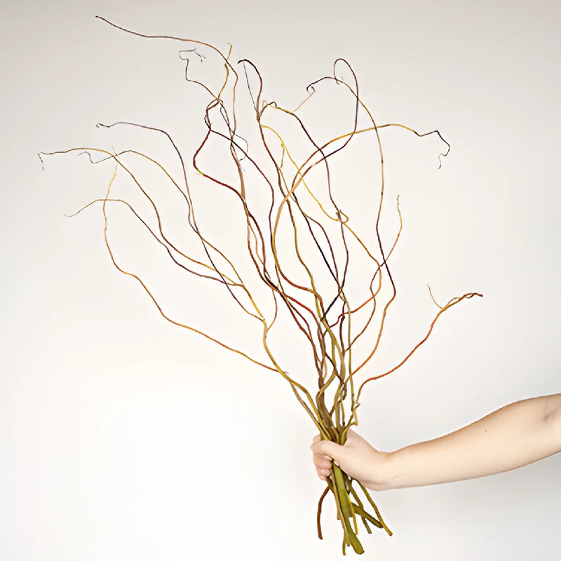 Curly Willow Branches