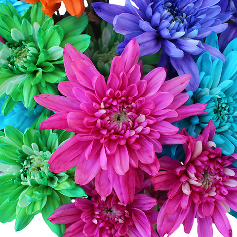 Hot Tinted Cushion Bulk Flowers