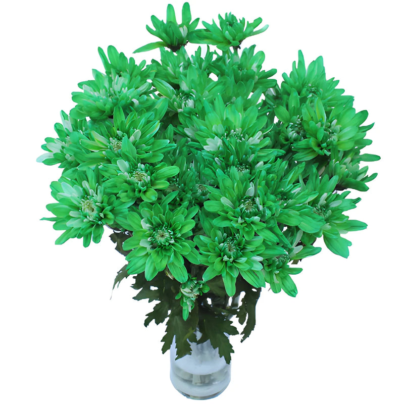 Green Cushion Tinted Bulk Flower