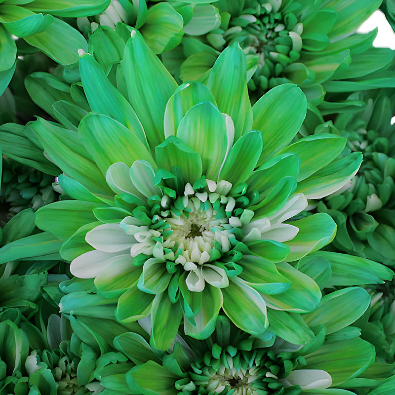 Green Cushion Tinted Bulk Flower