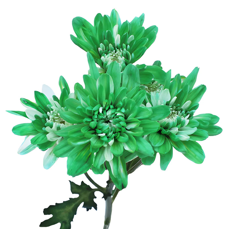 Green Cushion Tinted Bulk Flower