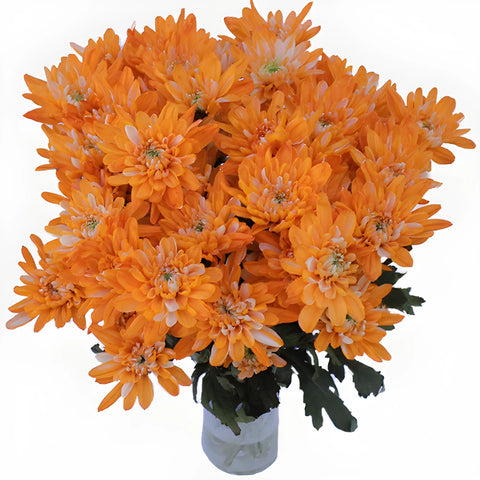 Orange Cushion Bulk Tinted Flower