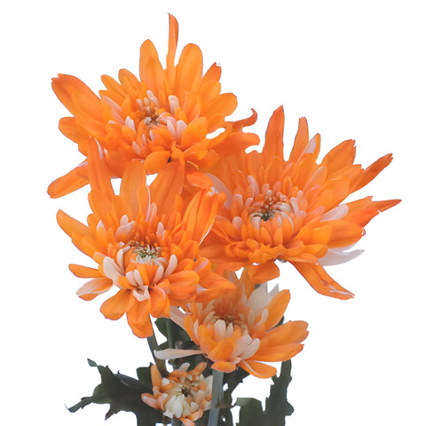 Orange Cushion Bulk Tinted Flower