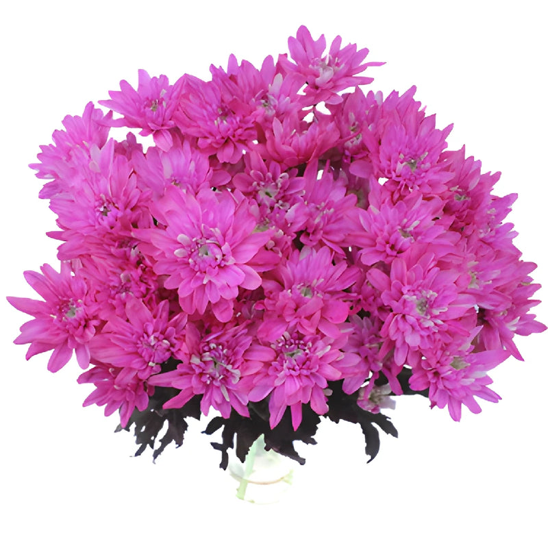 Electric Pink Tinted Flower