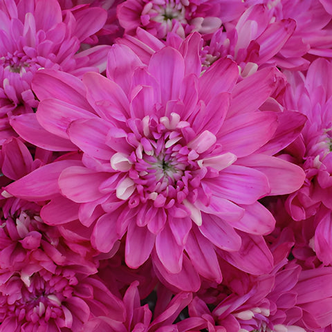 Electric Pink Tinted Flower