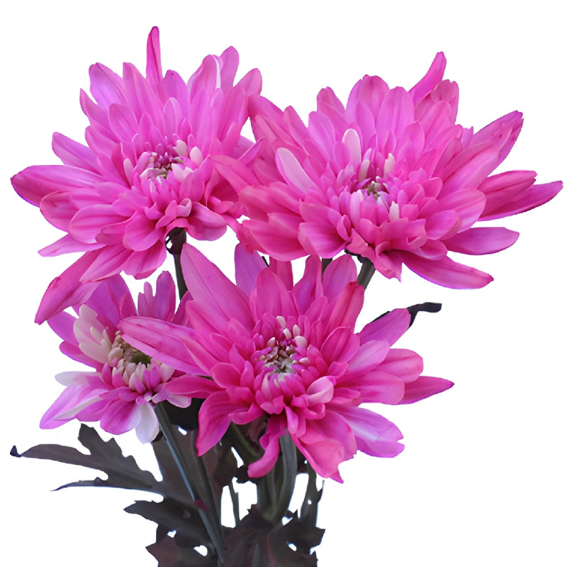 Electric Pink Tinted Flower