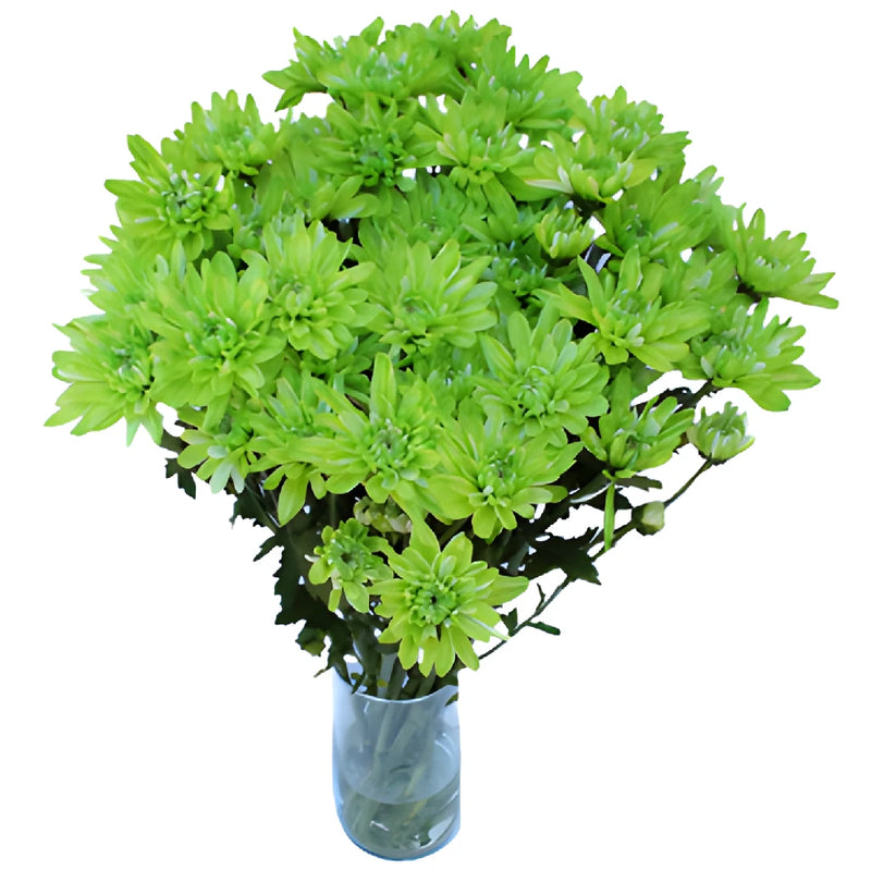 Lime Green Tinted Flower