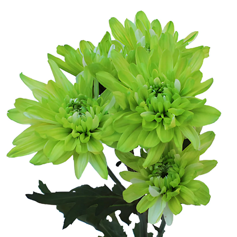 Lime Green Tinted Flower