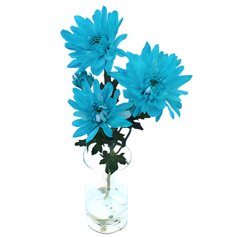 Blue Cushion Bulk Flower Tinted