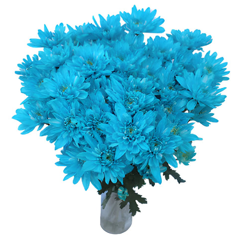 Blue Cushion Bulk Flower Tinted