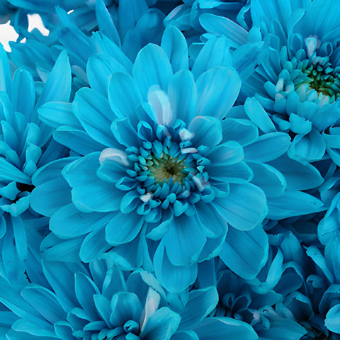 Blue Cushion Bulk Flower Tinted