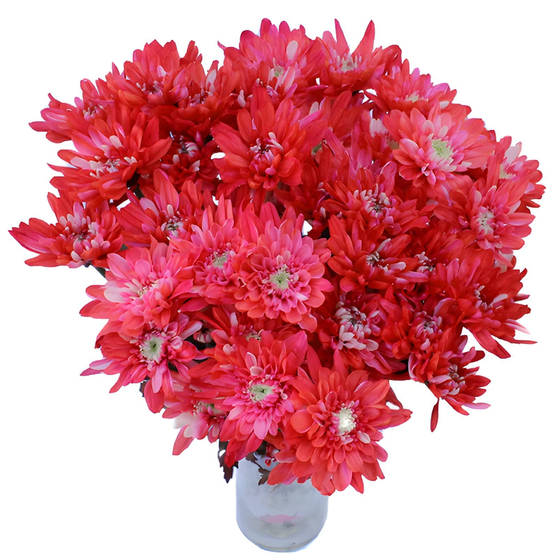 Red Cushion Bulk Tinted Flower
