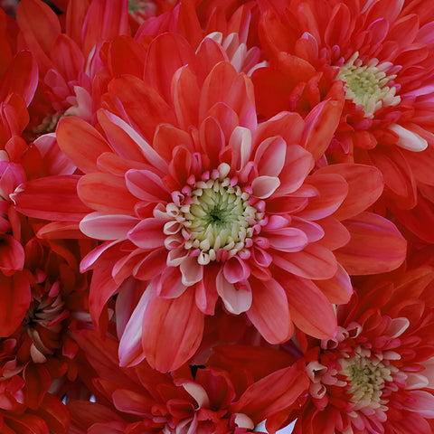 Red Cushion Bulk Tinted Flower