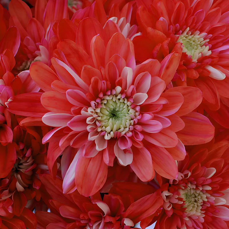 Red Cushion Bulk Tinted Flower