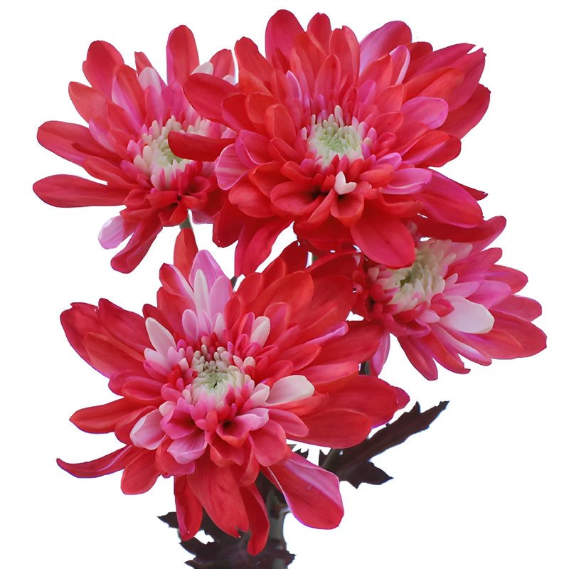 Red Cushion Bulk Tinted Flower