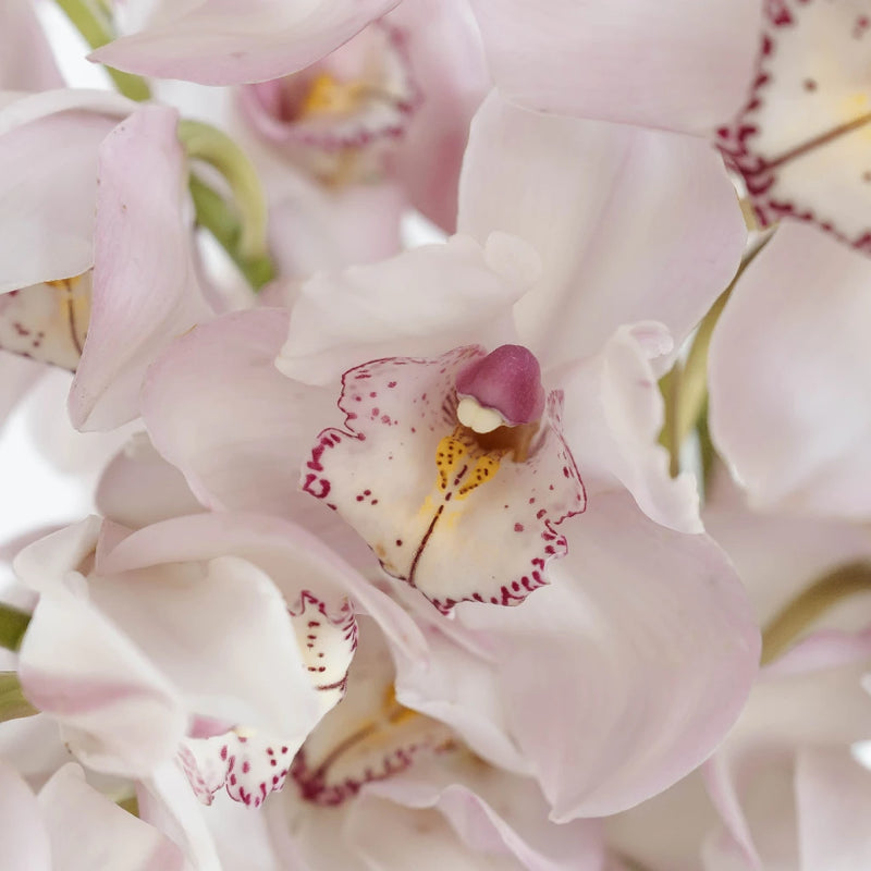 Cymbidium Orchids Baby Pink Burgundy Lip Close Up - Image