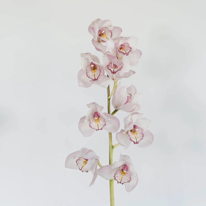 Cymbidium Orchids Baby Pink Burgundy Lip Stem - Image