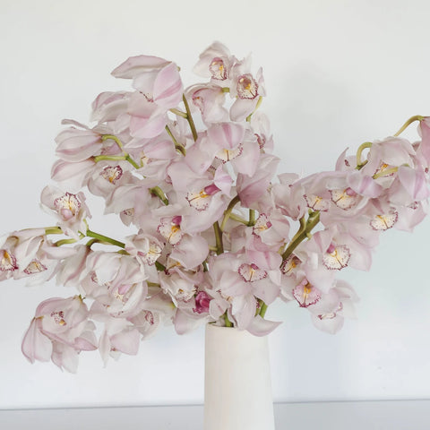 Cymbidium Orchids Baby Pink Burgundy Lip Vase - Image