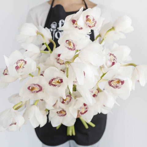 Cymbidium Orchids Blush With Pink Spotted Lip Apron - Image