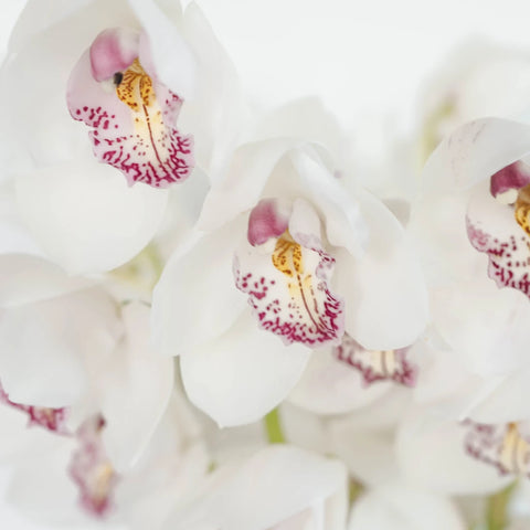 Cymbidium Orchids Blush With Pink Spotted Lip Close Up - Image