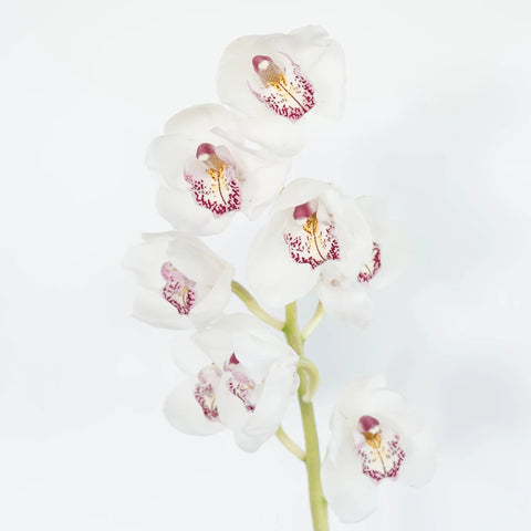 Cymbidium Orchids Blush With Pink Spotted Lip Stem - Image