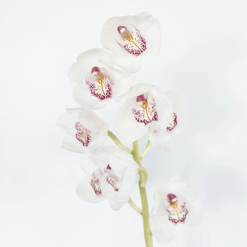 Cymbidium Orchids Blush With Pink Spotted Lip Stem - Image