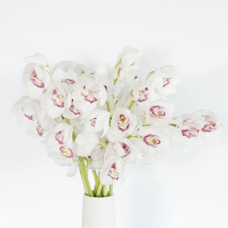Cymbidium Orchids Blush With Pink Spotted Lip Vase - Image